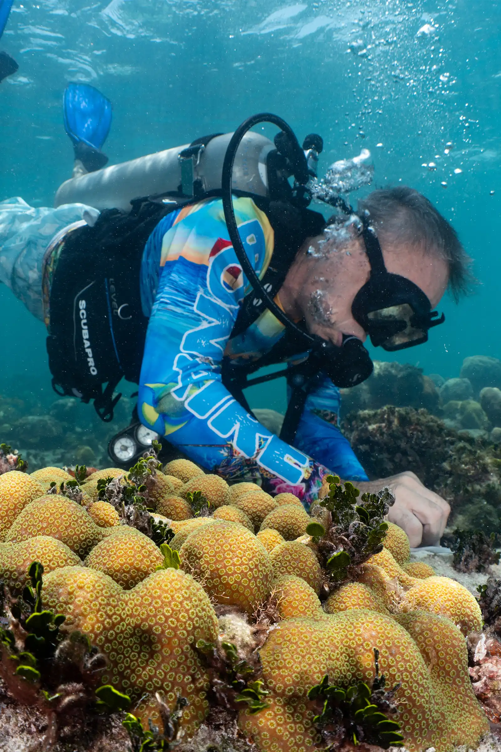 A scuba diver in a blue rash guard examines brain coral on the ocean floor while bubbles rise toward the surface in a clear tropical reef environment.