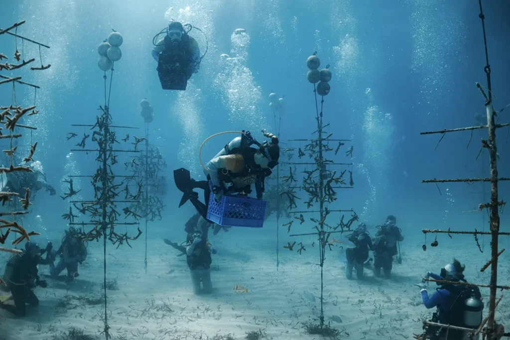 Scuba divers work in an underwater coral nursery, carrying crates and tending to coral fragments growing on tall metal tree structures.