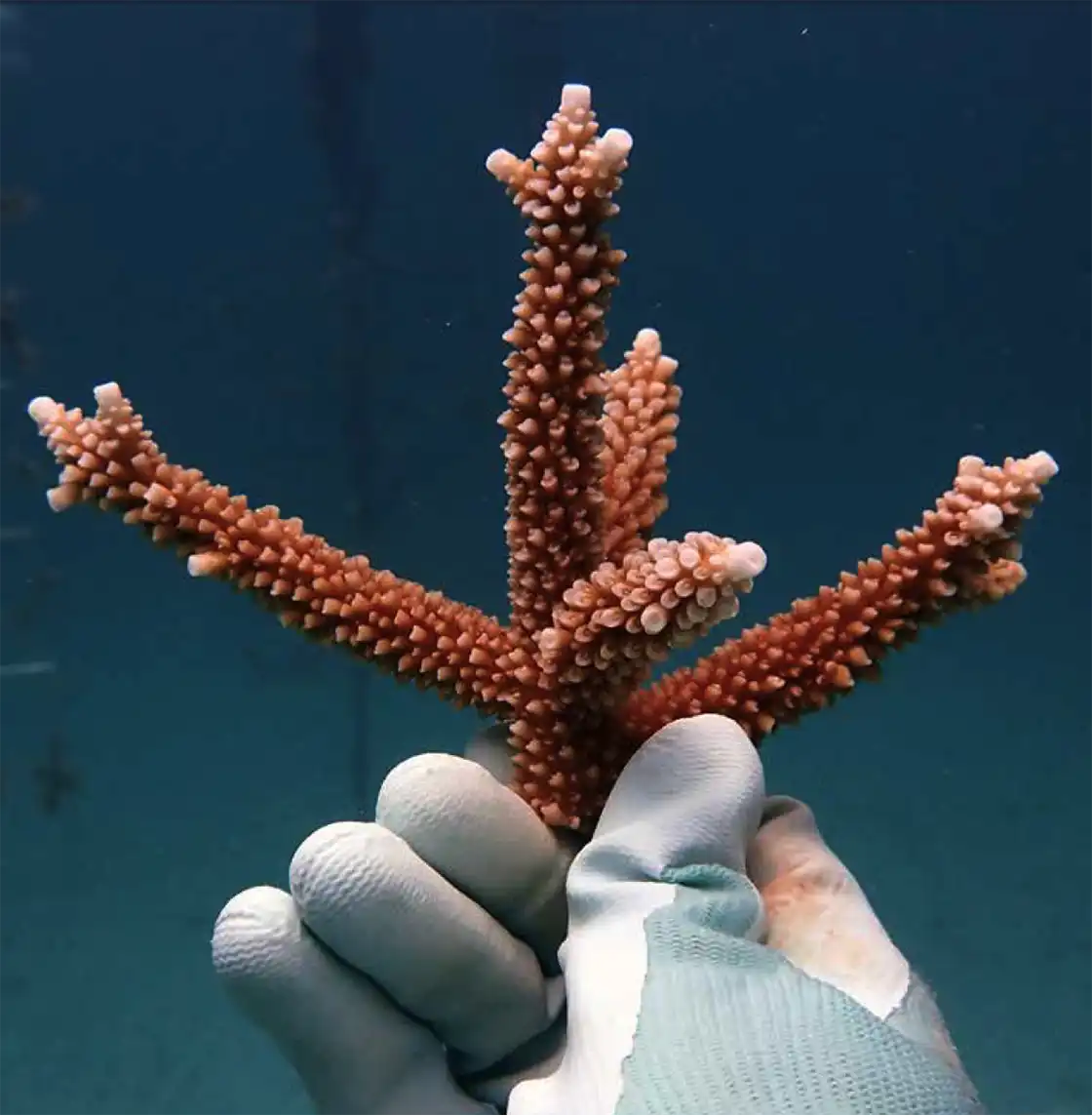 A person in diving gloves holding a vibrant orange staghorn coral fragment underwater against a deep blue ocean background for reef restoration.