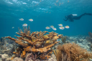 Coral Restoration Foundation Education