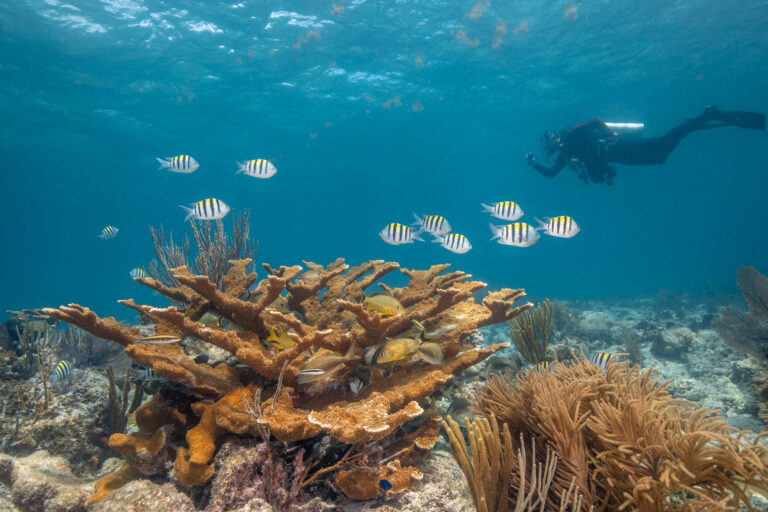 Coral Restoration Foundation Education
