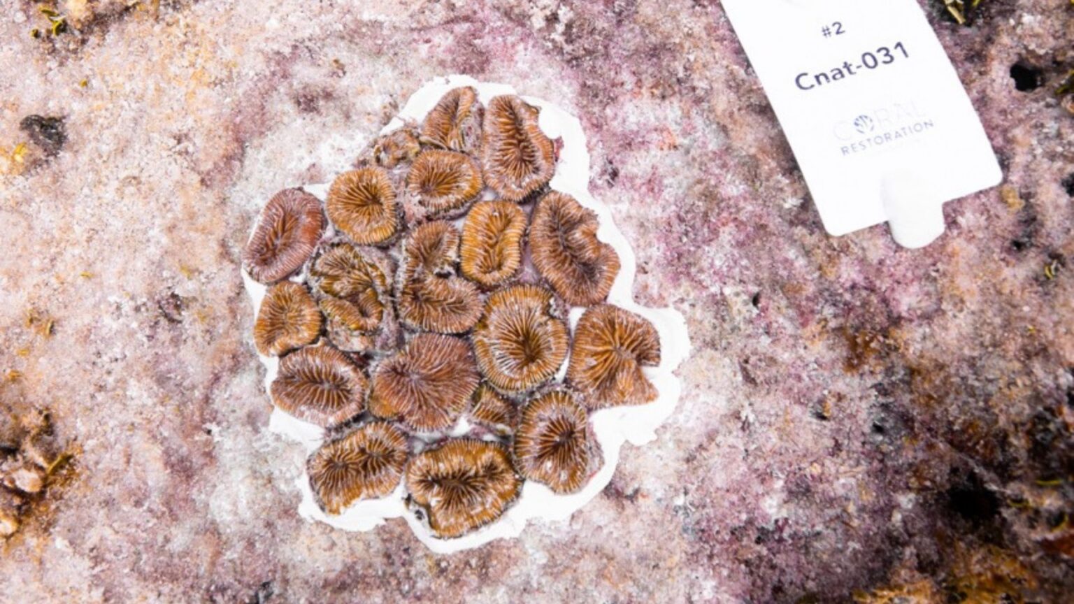 Tourism Funding Helps Rebuild Florida Keys Reefs After Historic Marine ...