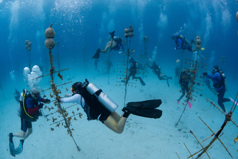 Coralpalooza 2026