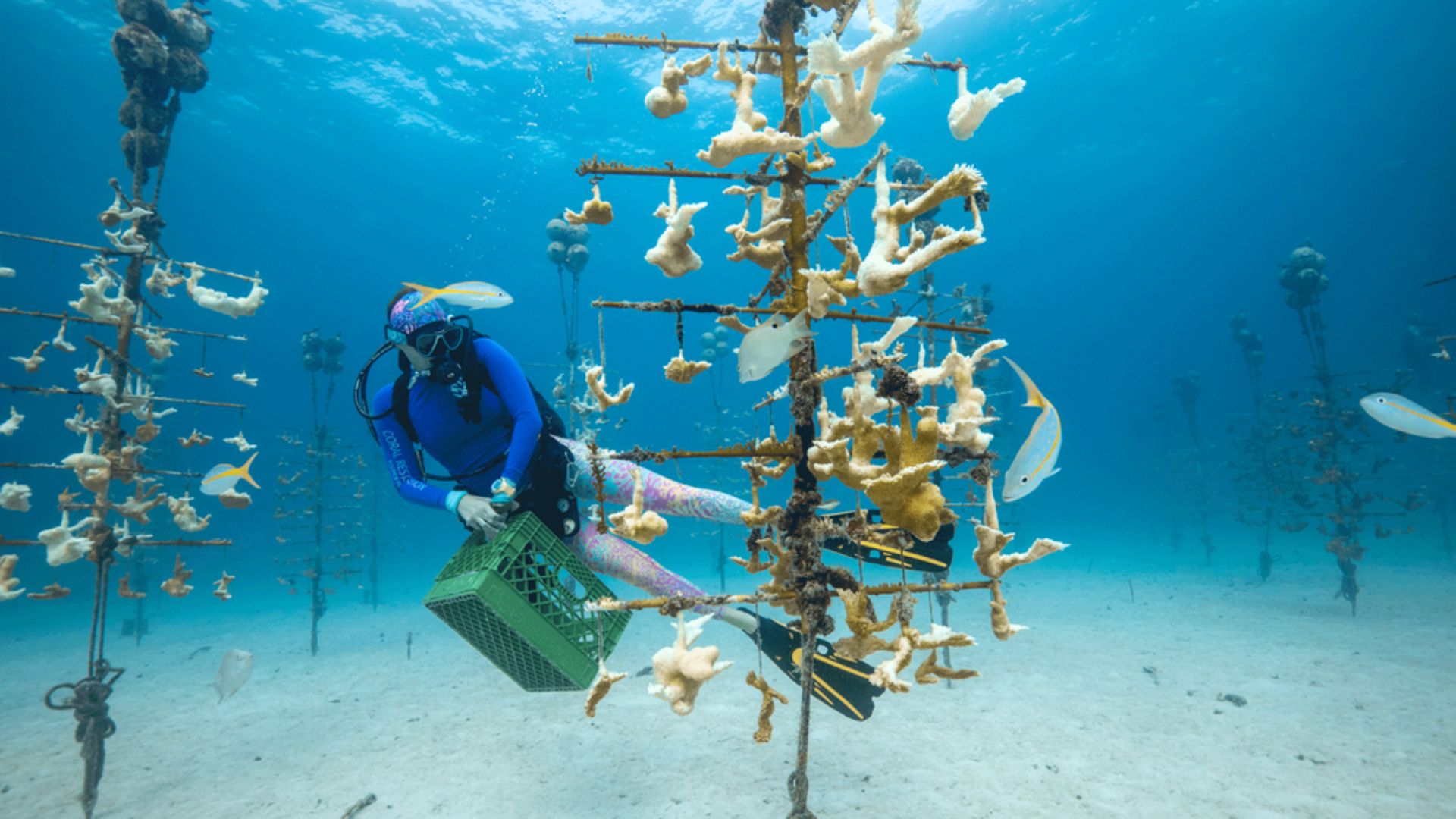 Bleached corals in CRF nursery