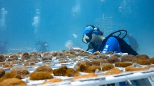 elbow nursery coral transfer