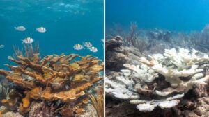 what is coral bleaching